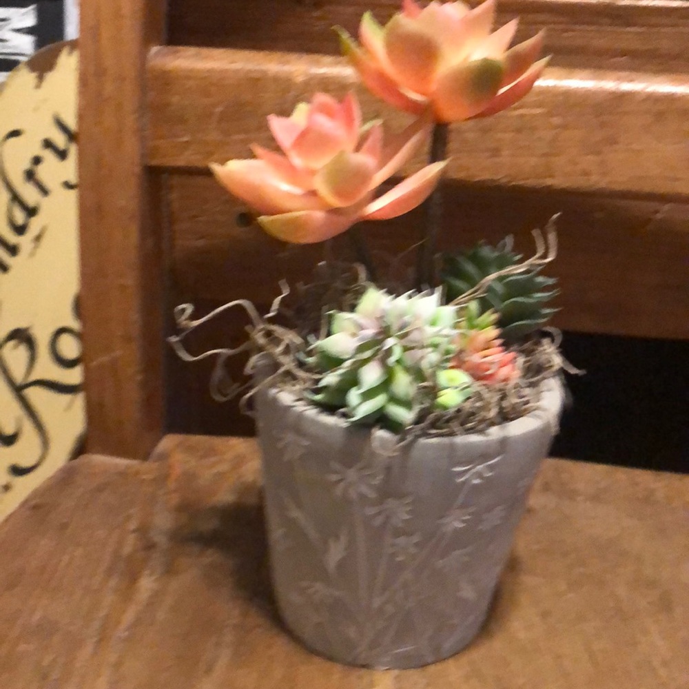 Succulent in grey pot